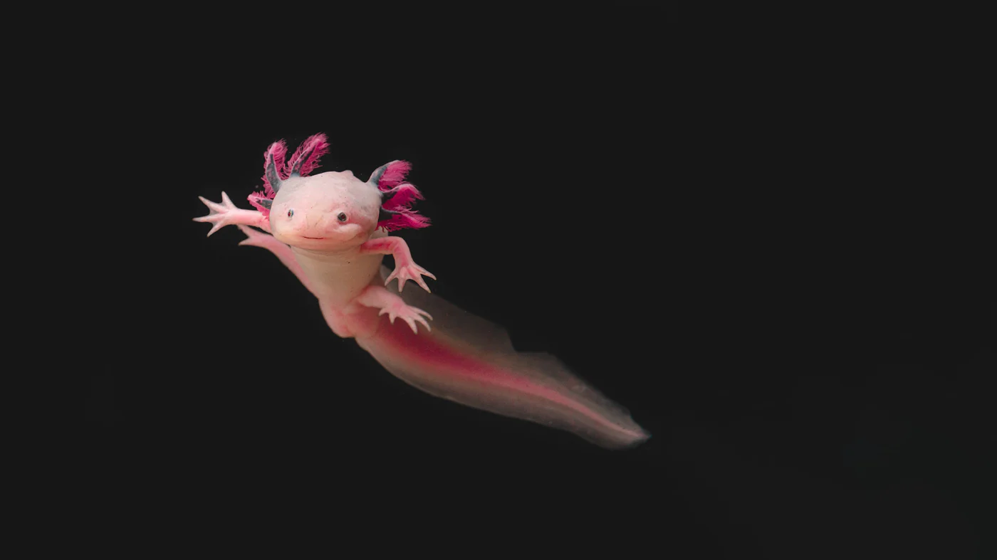 axolotlpets