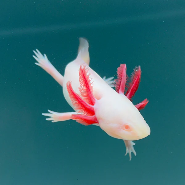 Albino Axolotl
