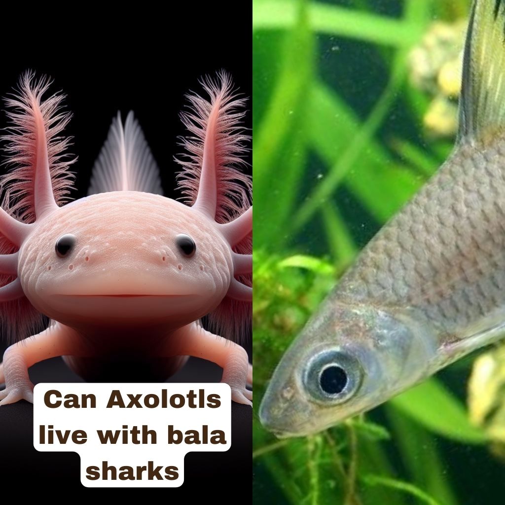 Axolotls can't live with Bala sharks