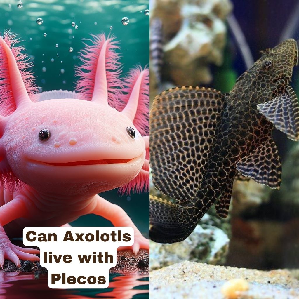 Axolotls can't live with plecos